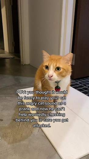 Cat Sound Prank: Angry Cat Noise for Funny Pranks