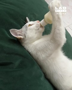 382K views · 10K reactions | This cat is an actual fur baby  | LADbible Ireland | Facebook