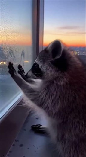 That tiny tap… hurts 🦝💔 #Shorts