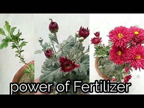 Chrysanthemum full life cycle :- Growth, flowering , experiment
