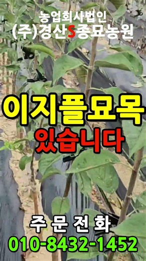 #이지플 #사과나무 #사과묘목 #경산에스종묘농원 #경산에스농원