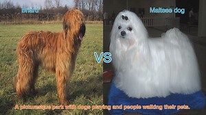 Briard vs. Maltese: A Comparison of Long-Haired Dog Breeds