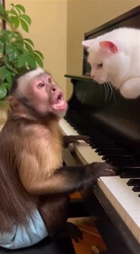 What a fantastic monkey artist! 🐒 #comedy #funnyvideos #monkey #shorts