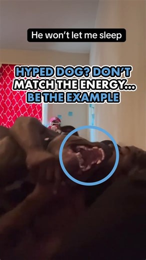 As always, I'm not trying to shame or go after anyone in the assessments I make on these videos. I don't proclaim to be right about everything or have an ego to feed thinking I know everything or I am right about everything. These assessments are just my opinion based on 15 years working with thousands or dogs and people and also caring for dogs 24 hours per day, 7 days a week, 365 days a year. These videos are my reaction to what is happening in the video and I don't have any other context than