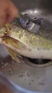 How to properly fillet pike-perch! | Part 2 | Scales