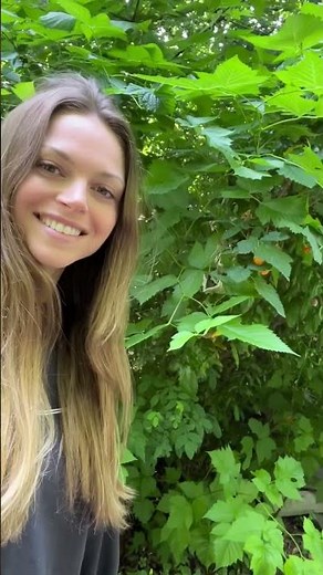 SALMONBERRY: Delicious edible wild berries in the Pacific Northwest!