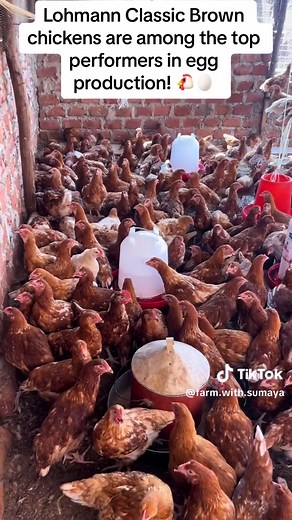 Lohmann Classic Brown Chickens: Top Egg Producers