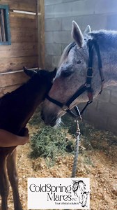 154K views · 8.8K reactions | You’d never know this was Leda’s first adopted orphan foal. Only 4hrs old this filly was in need of a nurse mare with ample milk supply. 拏Leda had just what she needed to fill her empty tummy and ease her into a deep milk coma.  Job well down Leda! To learn more about our program: Coldspringnursemares.com | ColdSpring Mares Inc | Facebook