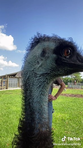Emmanuel Todd Lopez: The Hilarious Emu Sensation Explained