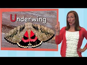 Insects Are Incredible | Rachel and the Treeschoolers | Two Little Hands TV