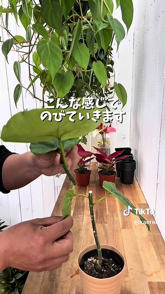 ウンベラータの幹を太くする育て方