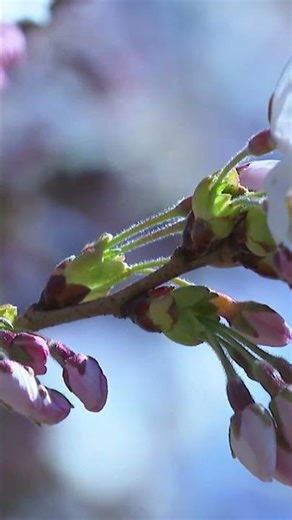 High Park is entering its cherry blossom era 🌸✨