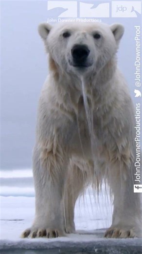Unique footage of polar bear hunting bearded seal from our programme Polar Bear Spy on the Ice ❄️ #polarbear #seals #hunting #polarbears #davidtennant #svalbard | John Downer Productions