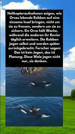 Orcas denken voraus 🐋🧠 Das Geheimnis der Robben-Insel