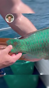 These sea creatures are amazing! 🐡 | Daily Mail Video