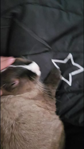 Rabbit honking My bunny loves head rubs and always honk 🥰 #rabbithonk #happybunny #rabbit #pet #rabbitcuddles