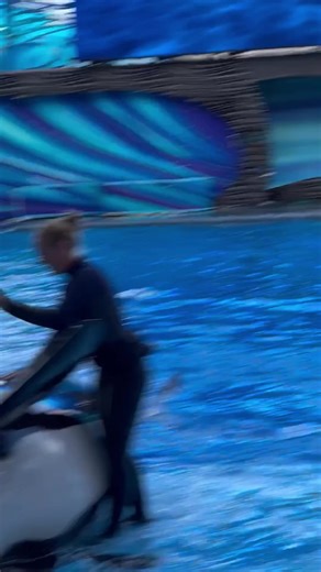 The beautiful ambassadors for the ocean. #shamu #killerwhale #seaworld #stunning | Travisandcousins