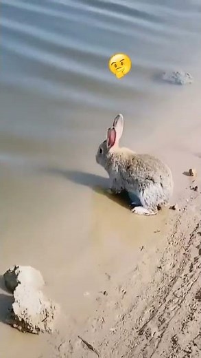 Как плавает кролик (rabbit swims, أرنب يسبح, 兔子游泳)