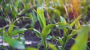 Agriculture. Corn field in water. Watering green plantation. Irrigation system for corn field. Rain irrigates green field of corn. Puddles on corn farm. Water on green plant.Farm irrigation management