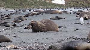 clip-30326467-elephant-seals