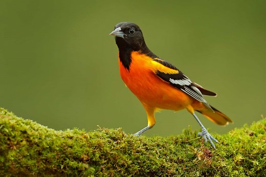 5 SIMPLE Strategies That Attract Orioles! (2026)