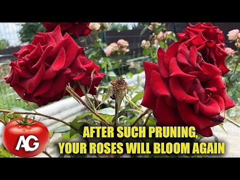 How to prune a rose after blooming in summer so that it blooms again. Pruning roses in summer.