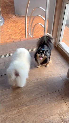 Lulu Pomeranian dog song cat song cute dog puppy dog songs cat songs cats songs music funny dogs ...