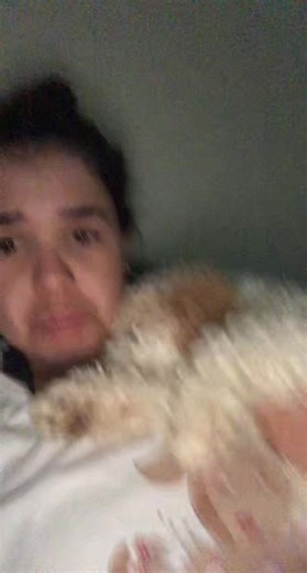 Toy Poodle Puppy Care Tips and Training Guide