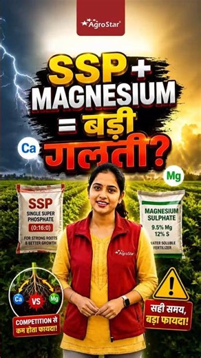 Is it Right to Apply SSP and Magnesium Sulphate Together? | Fertilizer Mixing Mistake | AgroStar