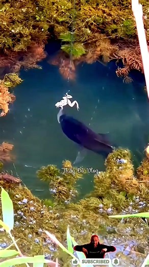 Cá Lóc táp mồi #shortvideo