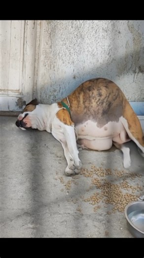 Rescue Animals on Instagram: "Pregnant dog In Labor 😢😭 💔 👇 A pregnant dog lies on the cold ground, struggling in labor, breathing hard, shaking with pain, and completely alone. Her belly is heavy, her body is tired, and her eyes keep searching for someone who will never come back 🥺🐾. Her owner died days ago, and since then, no one has checked on her, no one has noticed she is giving birth, no one has cared. She did not choose to be abandoned. She did not choose to suffer in silence. She st