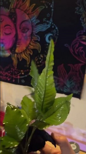 How to: Propagate El Niño ferns?!