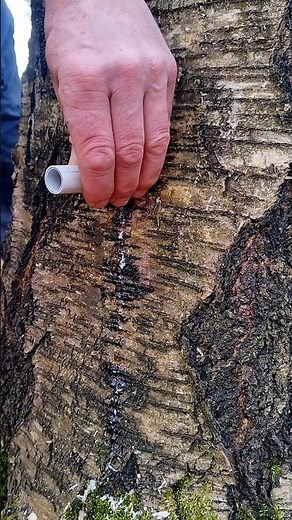 ​Traditional Birch Sap Harvesting in a Mountain Village #birchsap #mountainvillage #tradition
