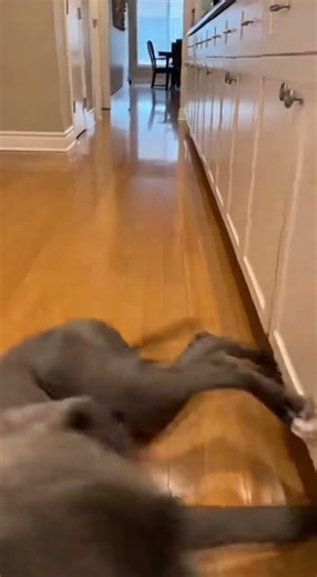 My Great Dane Forgot How Braking Works! 🚗💨 #DogDrift #GreatDane #FunnyDogs #Viral