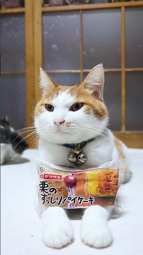 栗のずっしりパイケーキ 251107 #のせ猫 #cat #cute #ねこ #ネコ #猫のいる暮らし #cutecat #猫のいる生活