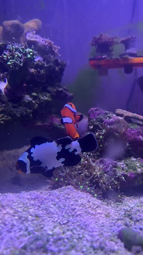 Clownfish Mating Behavior in Saltwater Aquariums