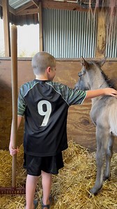 10K views · 924 reactions | Jace and Azzy the day she was born! It was love at first sight for both of them I think. They are quite the pair ❤️ #dynamicduo #jaceandazzy #fypシ #rockinkquarterhorses #baby #grullo #grulla #fyp #aqha #highlight #azzy #trending #viral #highlight | Rockin K Quarter Horses | Facebook