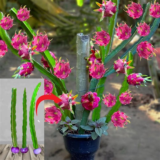 How To Grow Dragon Trees | Farm Tree