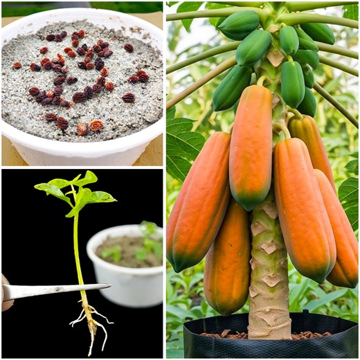 How to grow papaya plant at home from seeds || Best & easy method for planting | DIY IndoorGarden