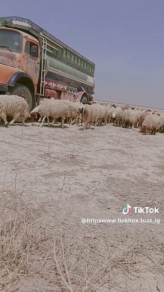 #بادية_السماوة ـــ#الشعب_الصيني_ماله_حل😂ـــــ، #اللهم_صل_على_محمد_وآل_محمد