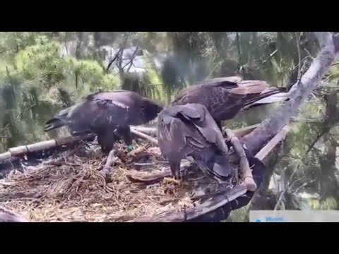 Mom eating fish and both eaglets join her for feeding | Dade County Eagle | Mar 27, 26