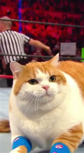 Cute Cat performs DIVING SPLASH on Wrestling Ring 💥