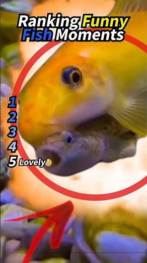 Ranking funny fish moments - Funny fish videos and Funny fish memes 🐟😂#fish #animals