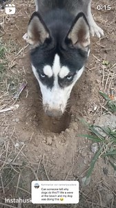 10K views · 164 reactions | Why.? | Husky | Facebook