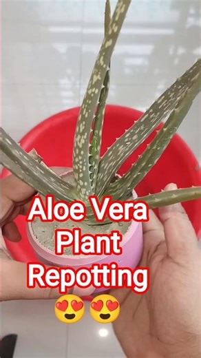 Aloe vera plant Repotting 😍 #shorts #shortsfeed #trending #viralshorts