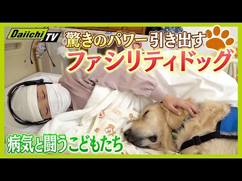 [Facility Dog] Only four in Japan. A close look at "Tai-chan," who inspires children to "do their...