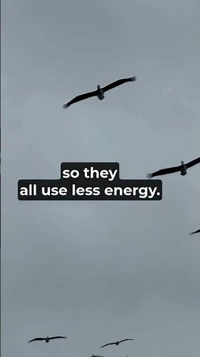 The Silent Teamwork of Geese — A Lesson We All Need