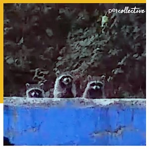 Count the raccoons! 🦝🦝🦝 | Try Not to Laugh