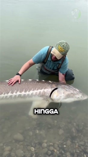 Sturgeon: Fosil Hidup Berusia Ratusan Juta Tahun! #shorts #fypシ゚viral #ikansungai