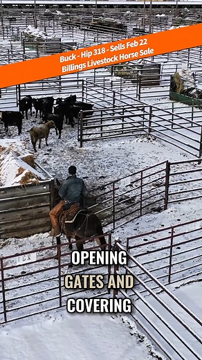 Buck - Hip 318 - Billings Livestock Horse Sale February 22 Catalog Sale. Buck 10 Year Old Roan Buckskin John Mule Meet Buck, a striking buckskin roan John mule who’s iron tough and ready to go hard all day, every day. At 10 years old, Buck is in the prime of his life and built to work. He’s easy to bridle, saddle, stands well for shoeing, and washes and clips without fuss. Buck has proven himself in all aspects of ranch work, from roping and covering big loops to opening and closing gates. He’s 